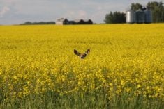 A mule deer's eyes and ears are all that is visible as it peaks out of a blooming yellow canola field.