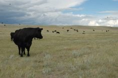 Black cattle dot a dry pasture with clouds moving in.