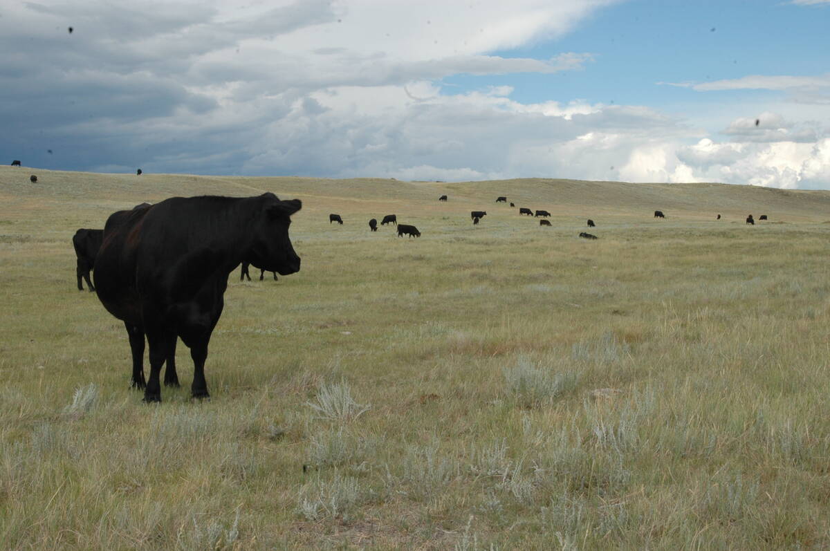 Black cattle dot a dry pasture with clouds moving in.
