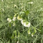 India slaps 30 per cent import duty on yellow peas