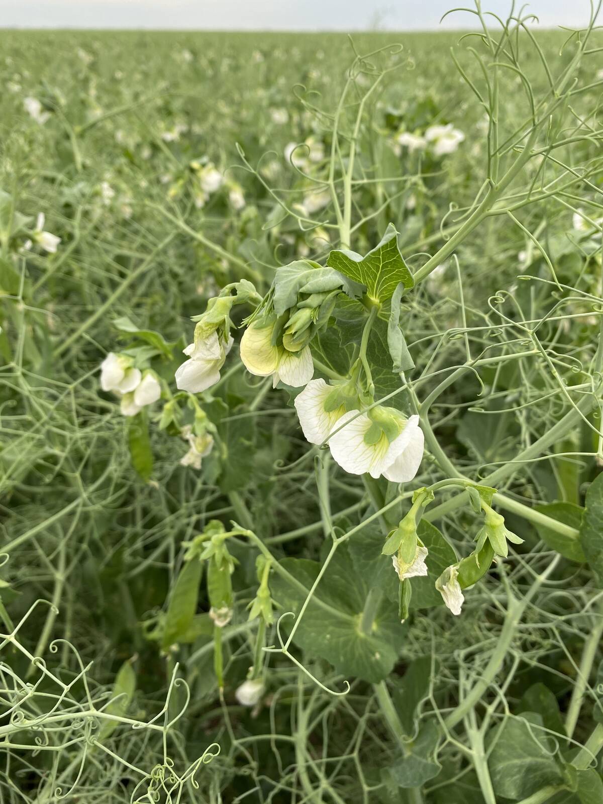 A yellow pea plant with white blooms on it.