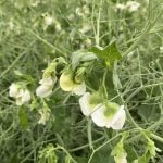 India slaps 30 per cent import duty on yellow peas