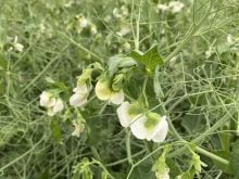 A yellow pea plant with white blooms on it.