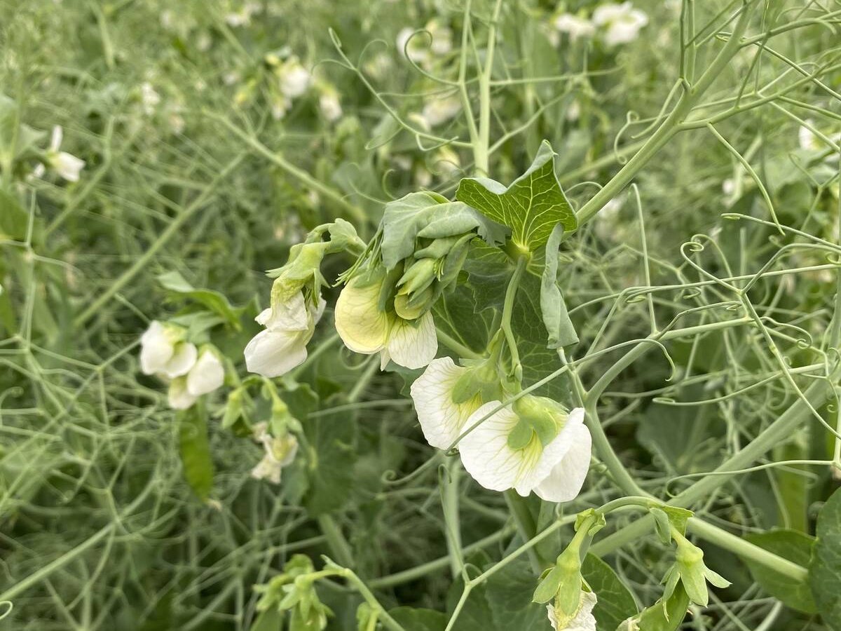 A yellow pea plant with white blooms on it.