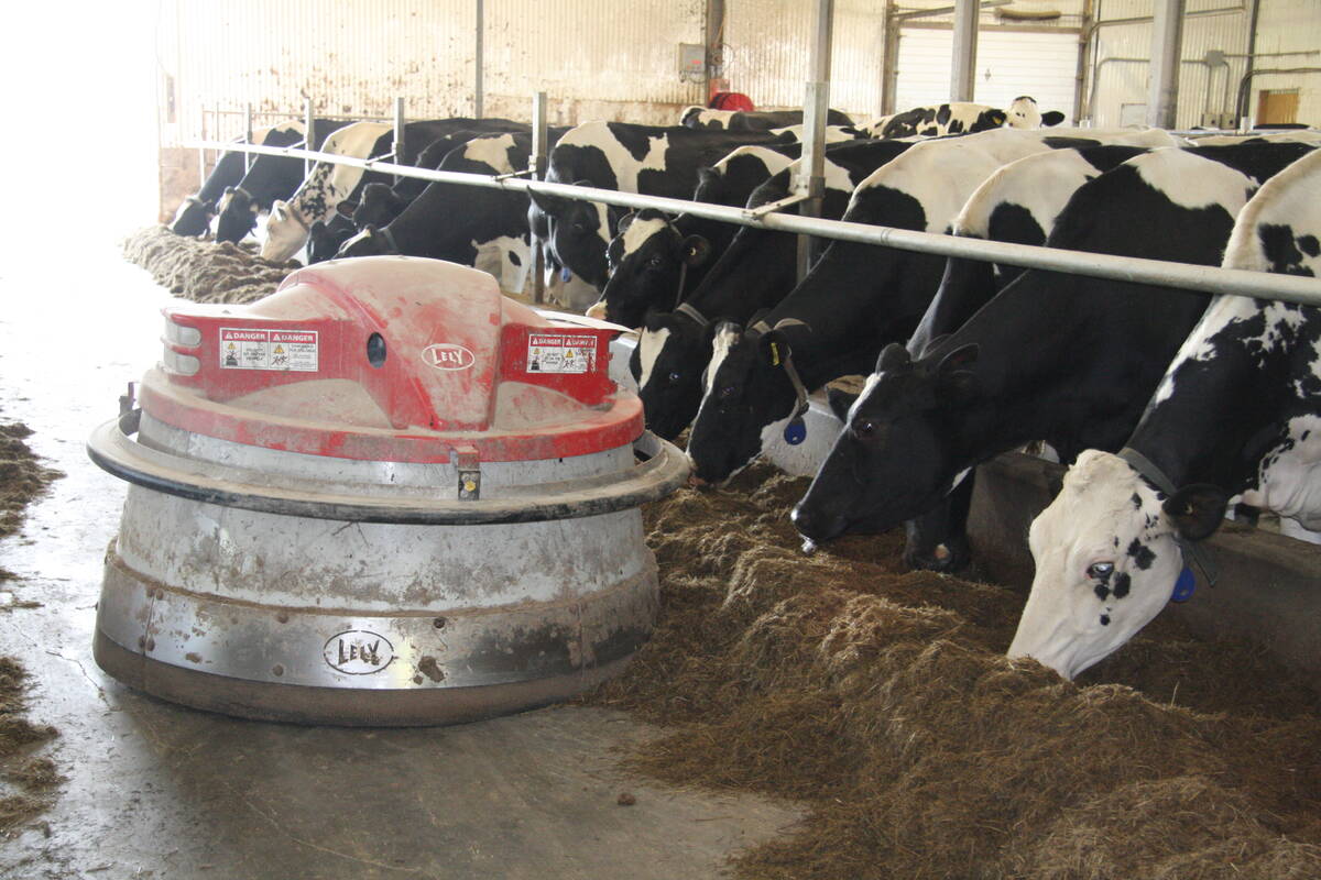 A robot pushes feed closer to the cows at Forest Pond Farms in Goulds, Newfoundland.