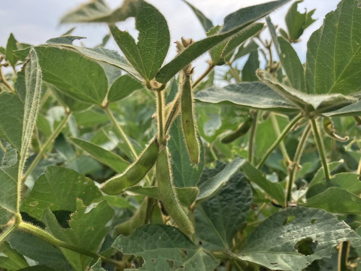 Pods on a soybean plant in a field near Selkirk, Manitoba in late August, 2024.