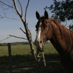 A horse with a saddle and a rope hung off the saddle's horn stands calmly in a pasture with its lead draped loosely around a dead tree.