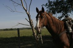 A horse with a saddle and a rope hung off the saddle's horn stands calmly in a pasture with its lead draped loosely around a dead tree.