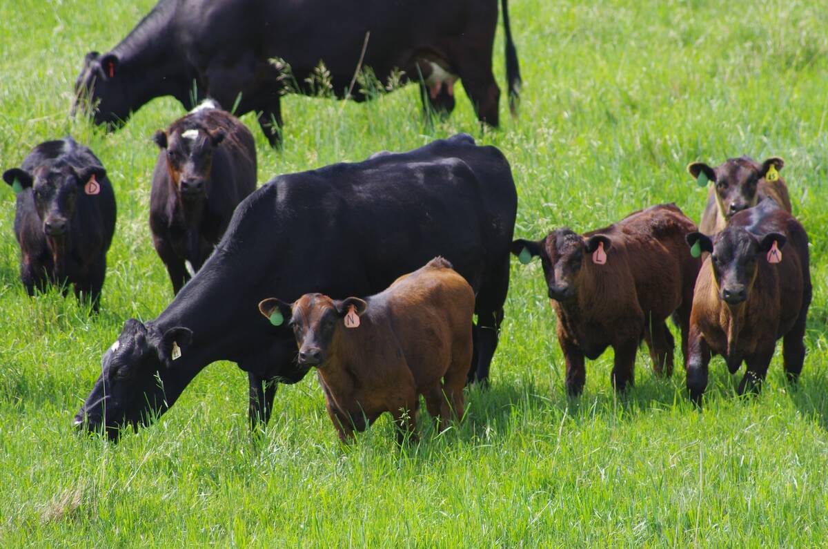 Cows, accompanied by their calves, graze pasture in a rotational grazing system, summer 2018.