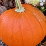 Cooking with pumpkin is a must this autumn season