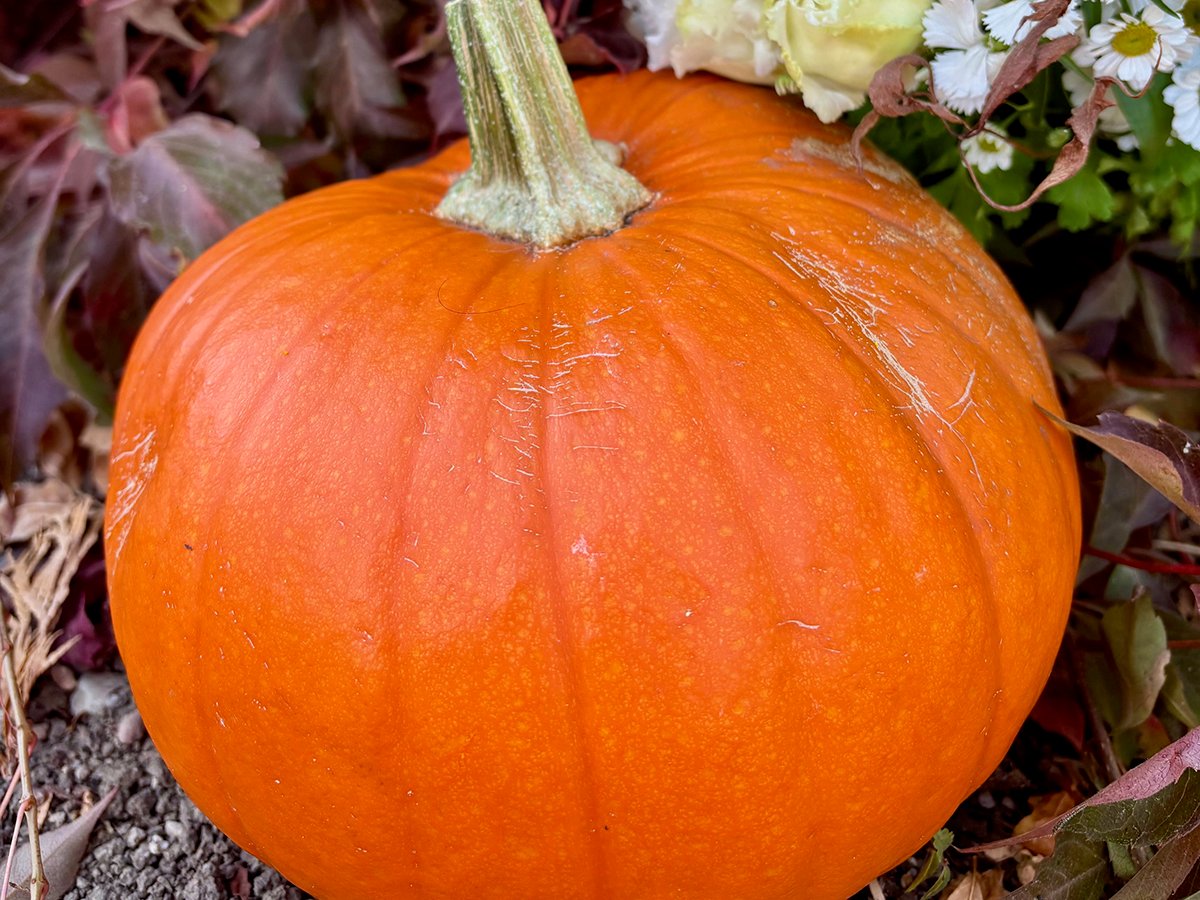 A ripe orange pumpkin sits on the ground in front of some other vegetation.