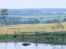 A view of a pond with a wheat field in the background.