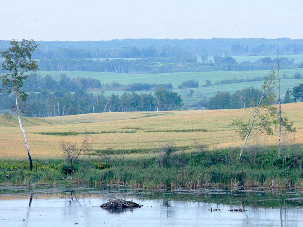 A view of a pond with a wheat field in the background.
