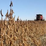 U.S. soybean crop was not all roses this year
