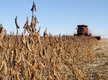 A close-up of a lone soybean plant standing above others around it as a red combine comes toward it in the distance.