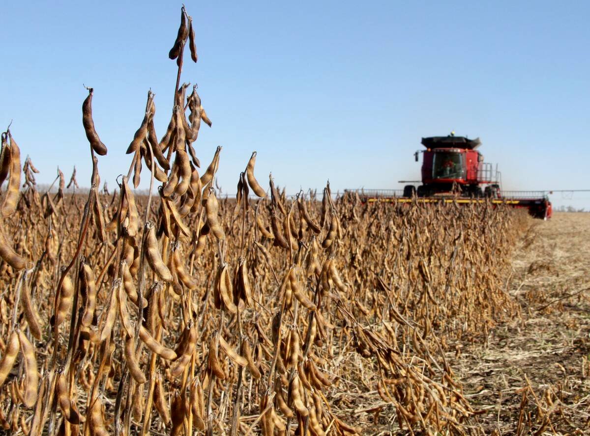 A close-up of a lone soybean plant standing above others around it as a red combine comes toward it in the distance.