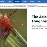 New World screwworm not seen as trade threat