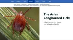 A screenshot of the Asian longhorned tick from the USDA website.