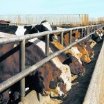 Cattle stick their heads through the fence in a feedlot to eat from a concrete bunk.