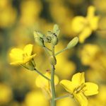 A close-up pf the yellow blooms on a flowering canola plant.