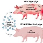 Gene edited pig resistant to classical swine fever