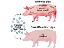A graphic comparing two pigs, one labelled "Wild Type," shown as being susceptible to many different diseases, such as swine fever, fever, rash and lethargy, and the other a gene-edited pig that has none of those infections.