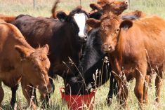 A group of feeder cattle in a pasture look toward the camera on a sunny day.