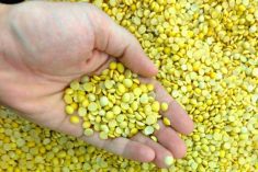 Pulse Weekly: India imposes 30 per cent tariff on yellow peas