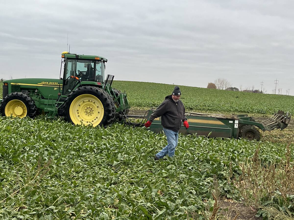 A man wearing a toque and red gloves walks away from a tractor while his wife sits in the cab in a sugar beet field in Alberta on an overcast day.