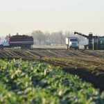 Canada the sole G7 nation without a Domestic Sugar Policy to aid local sugar beet production