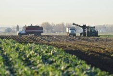 A truck carrying freshly dug sugar beets exits a field north of Lethbridge while another drives alongside a tractor pulling a harvester waiting for its box to be filled by the auger hovering above.