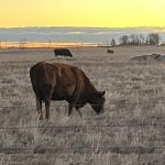 Animal protection delivery to change in Saskatchewan