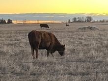 Cattle graze in a dry pasture at sunset.