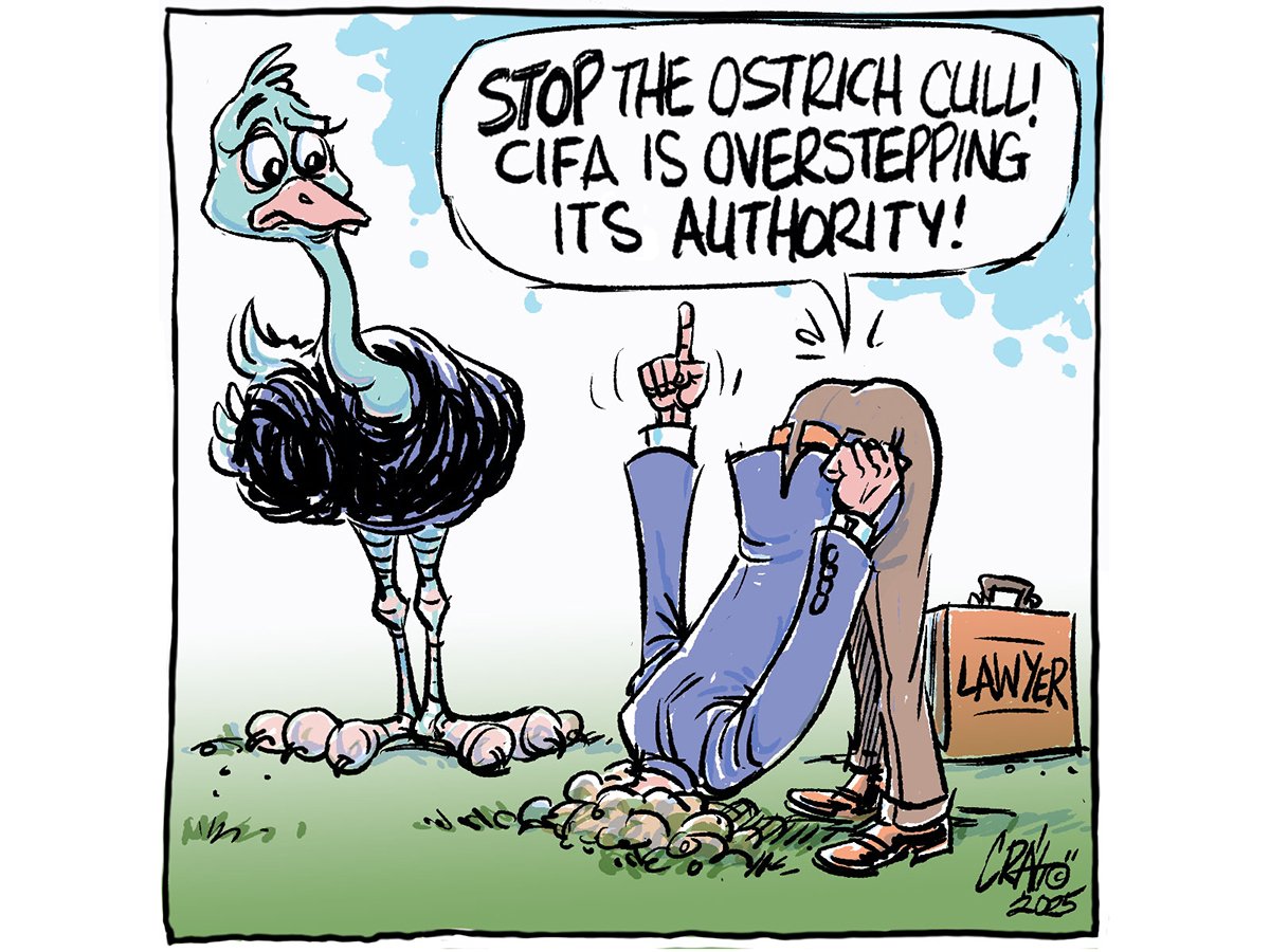 An editorial cartoon showing an ostrich standing next to a man with his head buried in a hole in the ground, pointing up to the words, 