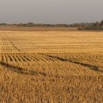 Final crop reports show strong yields, quality