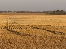 A recently-harvested wheat field.