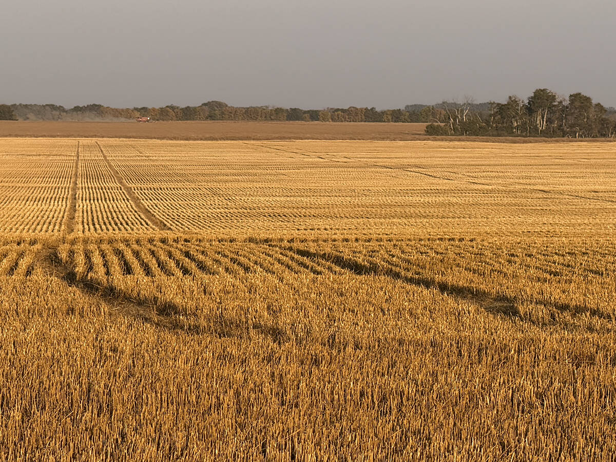 A recently-harvested wheat field.