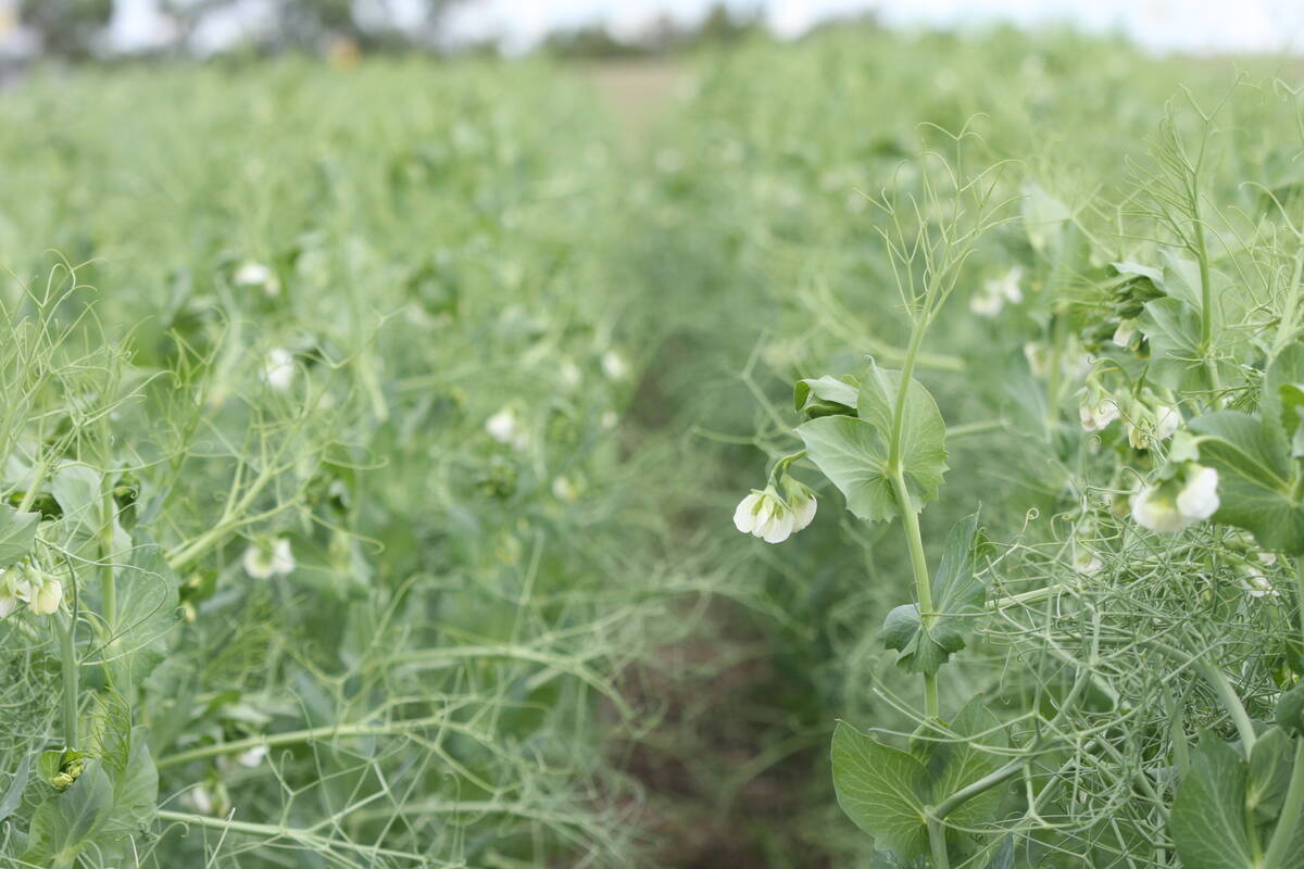 Field peas in flower at a Discovery Farm demonstration plot on July 4, 2023.