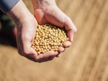 A close-up of the hands of a farmer holding soybean seed in his cupped hands.