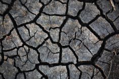 A close-up of the cracks that have formed in hard, dry soil.