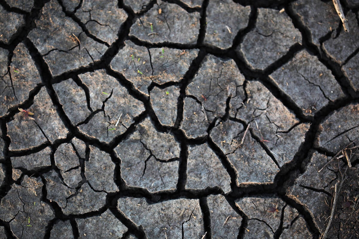 A close-up of the cracks that have formed in hard, dry soil.