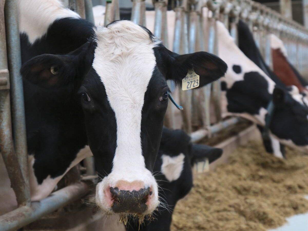 A dairy cow with its head stuck through a fence in a dairy barn stares straight at the camera while others in the background eat feed left in the alley way.