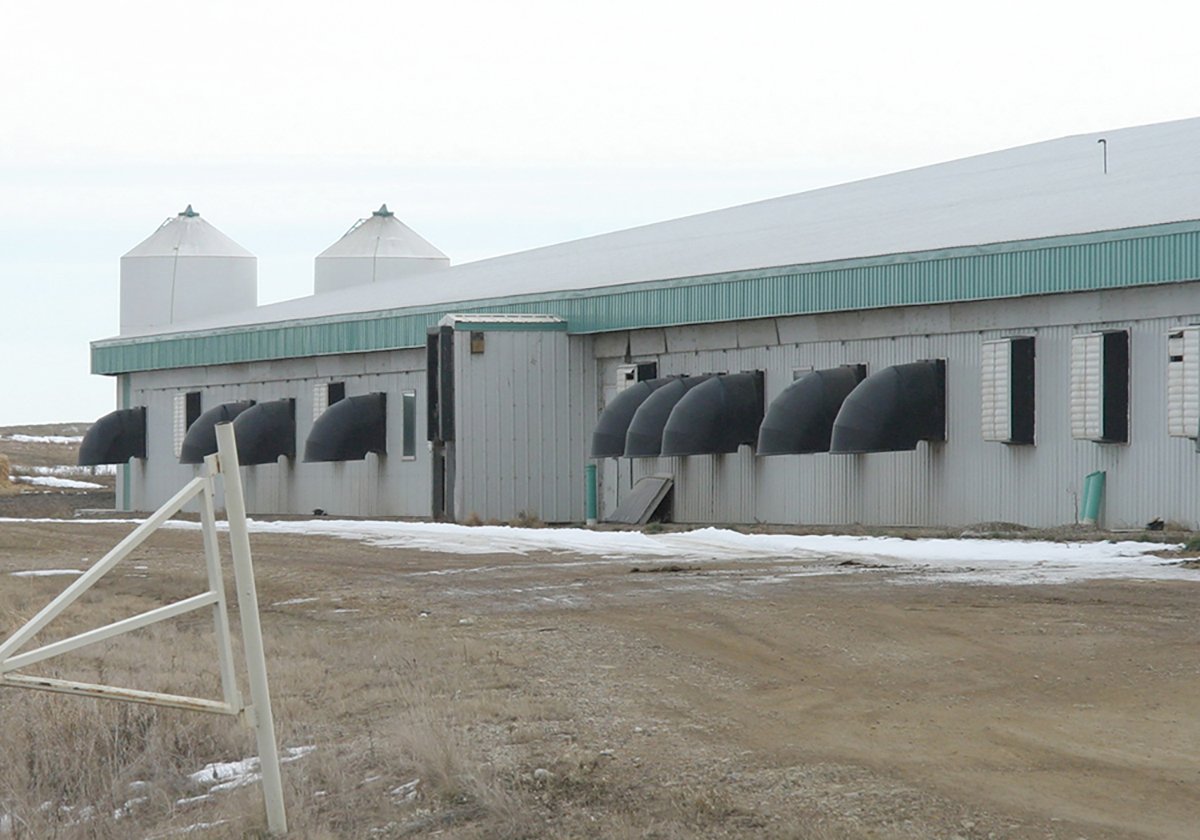 An exterior view of a hog barn in Manitoba. A small amount of snow is on the ground right next to the barn wall where it wouldn't get too much direct sunlight.