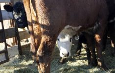 A white-faced calf peers underneath his mom at the camera from mom's far side. A black-faced calf looks around mom's rear.