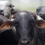 Cattle are seen in the Embrapa pasture in Porto Velho, northern Brazil.