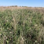 A stand dormant-seeded alfalfa seeded via drone.