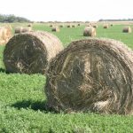 Large round bales sit in a lush green field.