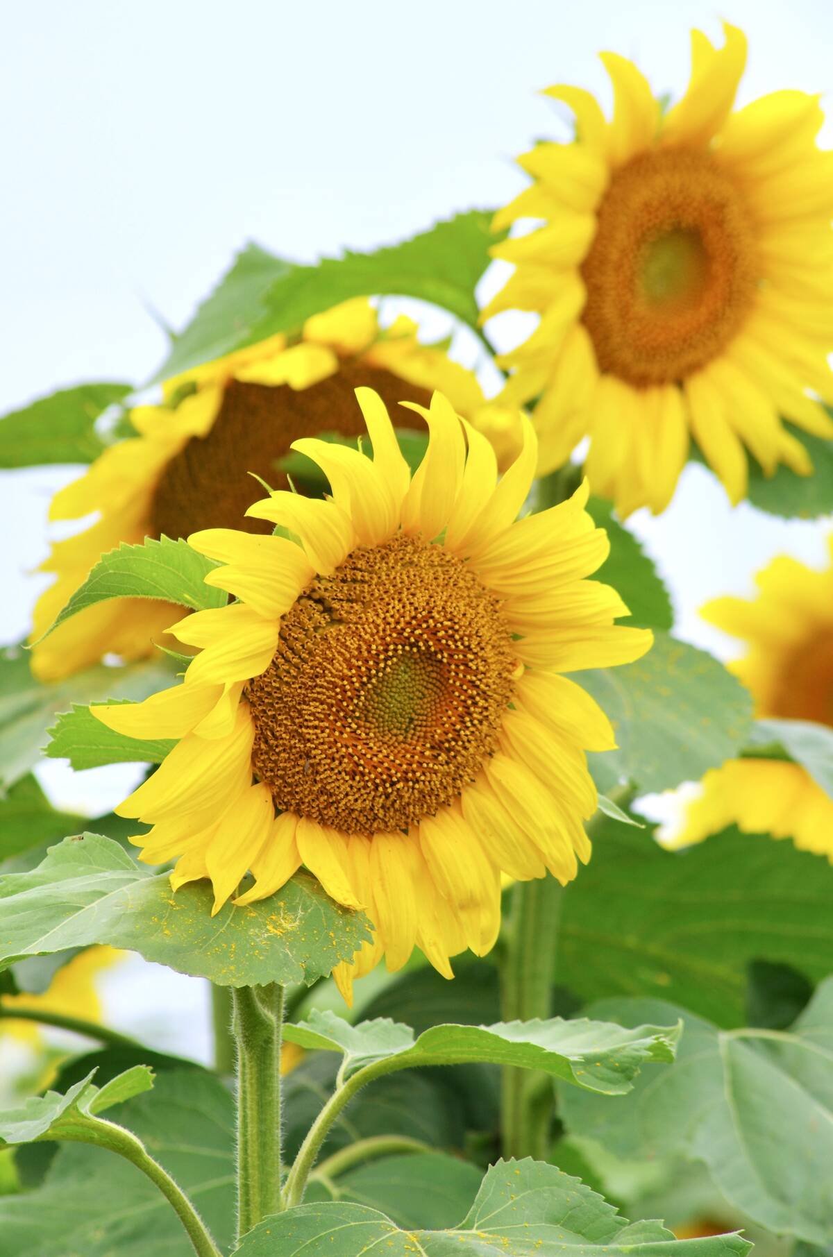 A sunflower crop provides a pop of colour under smoky skies in late July 2025.