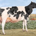 Saskatchewan dairy farm breeds international champion