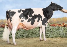 A champion holstein dairy cow poses for a side-on photo with its handler just out of view.